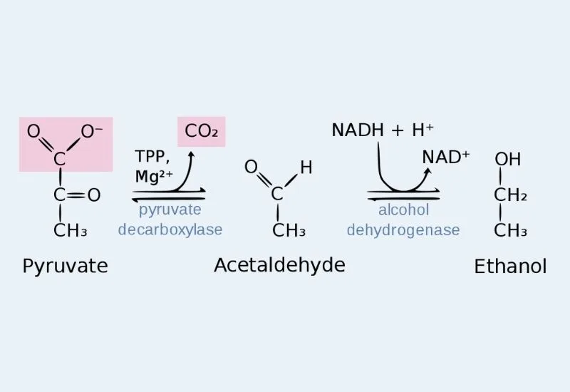 Fate of Pyruvate - Acetyl CoA, Lactate, Alcohol Formation 9 Ethanol fermentation