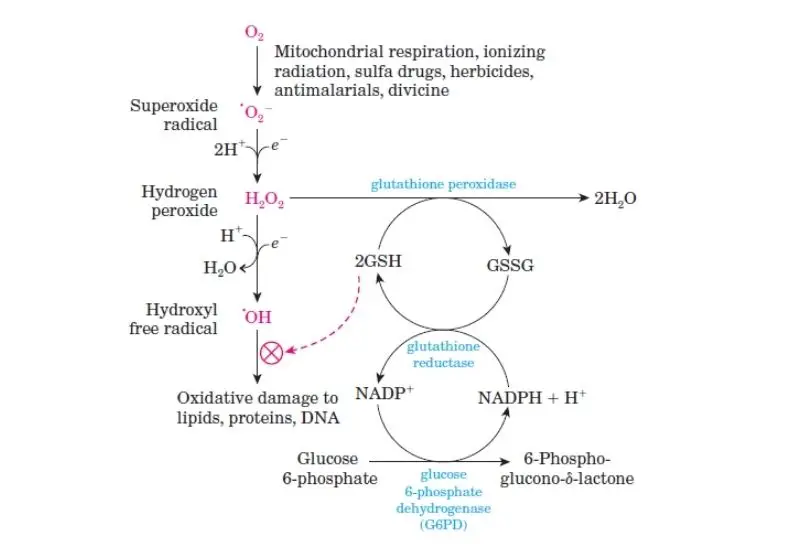 Use of NADPH