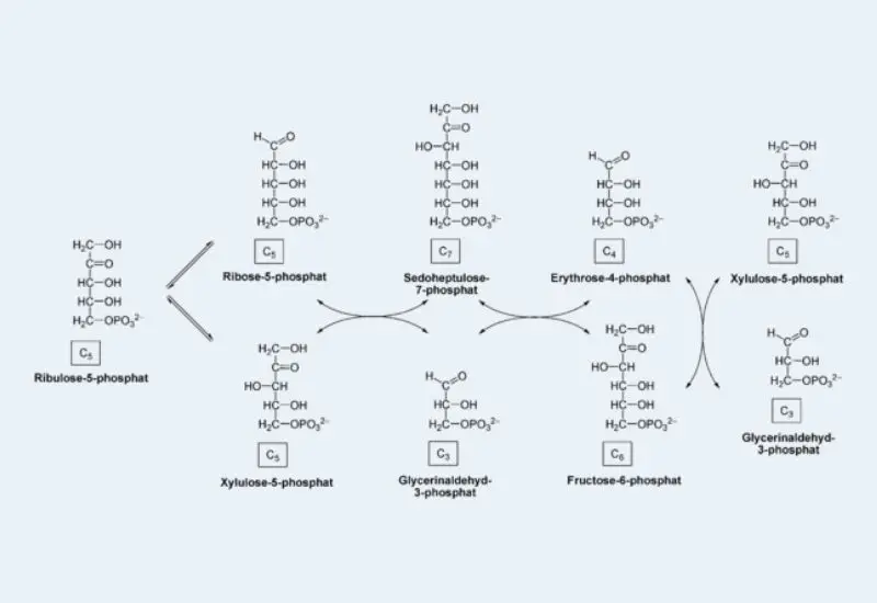 Pentose Phosphate Pathway