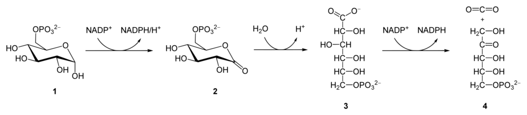 Oxidative phase of pentose phosphate pathway