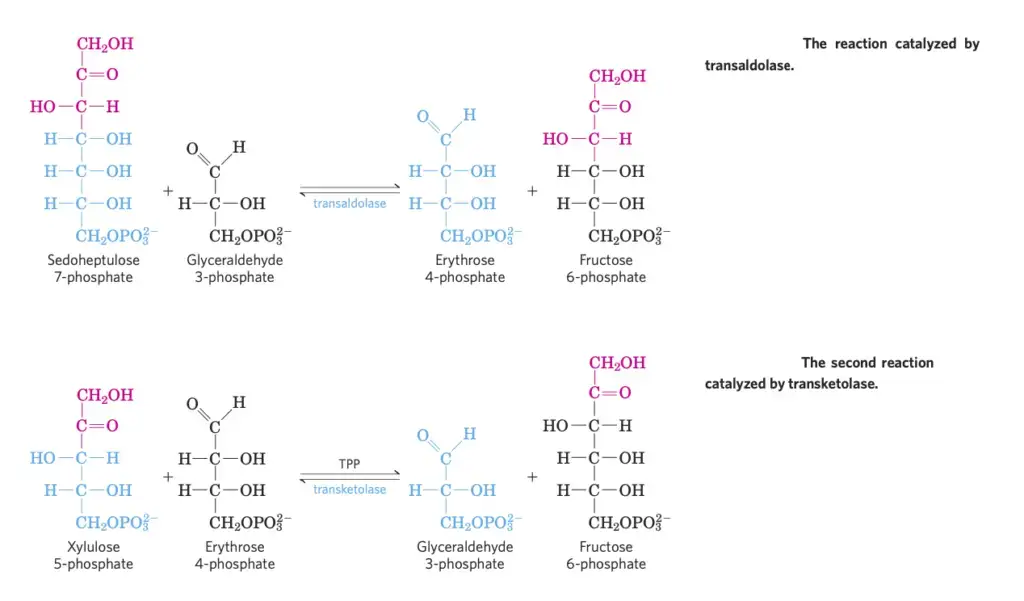 Non-Oxidative Phase of Pentose Phosphate Pathway