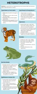 Heterotroph Infographic