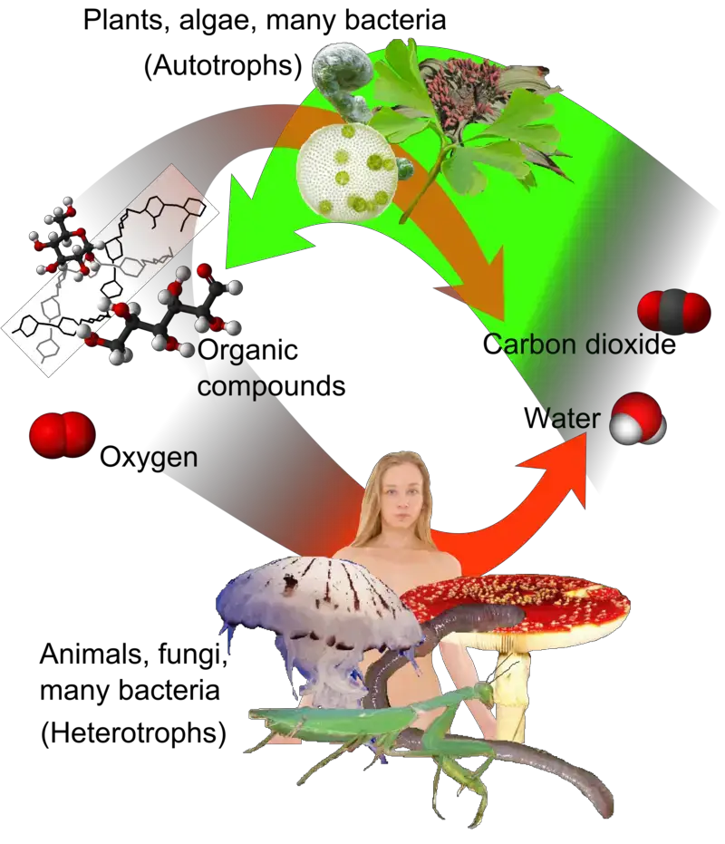 Overview of cycle between autotrophs and heterotrophs.