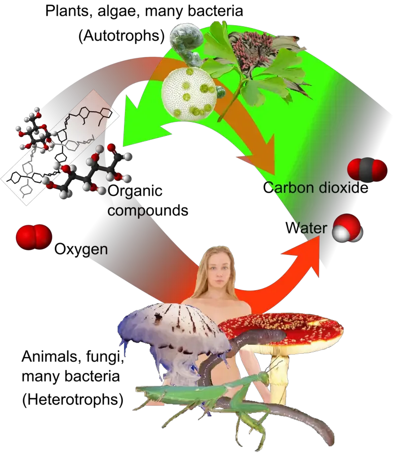 Overview of cycle between autotrophs and heterotrophs.