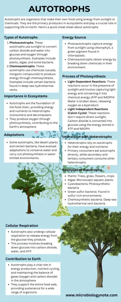 Autotrophs Infographic