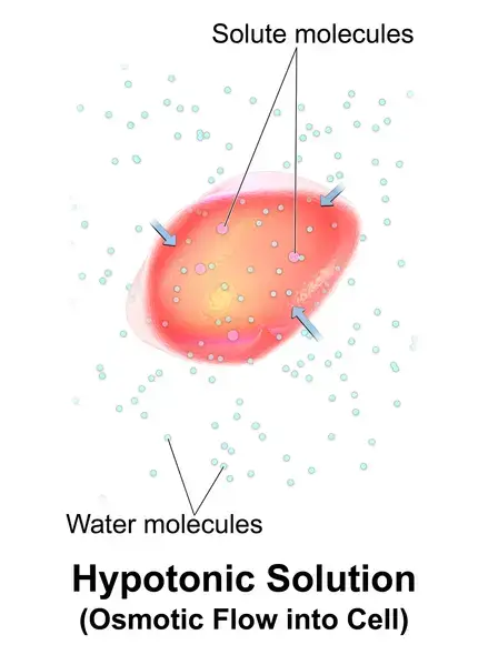 A red blood cell in a hypotonic solution, causing water to move into the cell. 