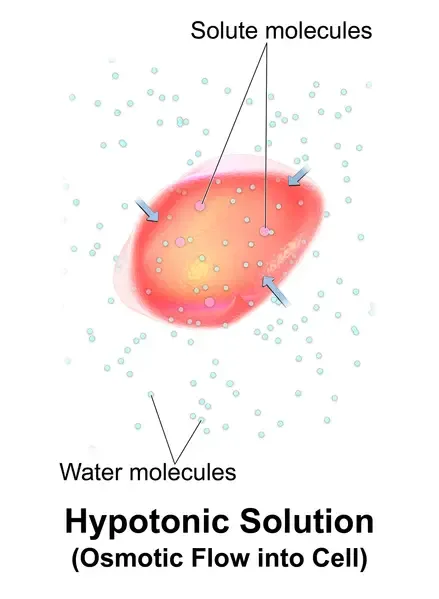 A red blood cell in a hypotonic solution, causing water to move into the cell. 