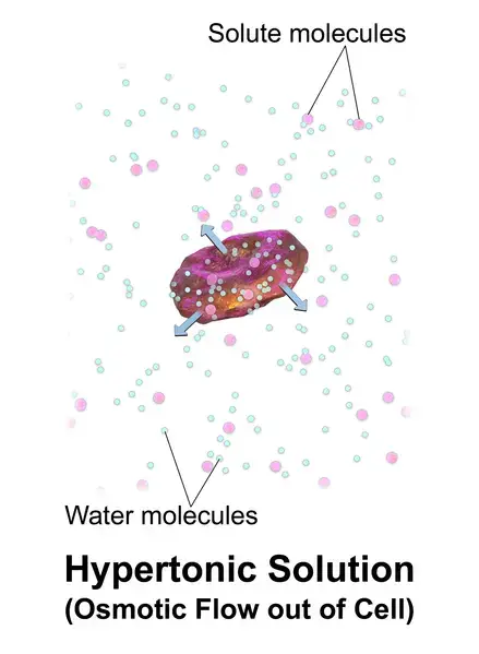 A red blood cell in a hypertonic solution, causing water to move out of the cell.