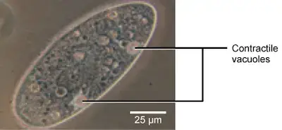 Image credit: OpenStax Biology, modification of work by the National Institutes of Health (NIH), scale-bar data from Matt Russell