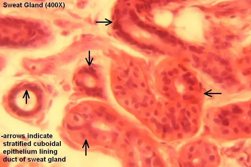 A stratified cuboidal epithelium 400x