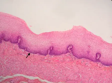 Stratified Squamous Epithelium Microscope, Microscope at 100X