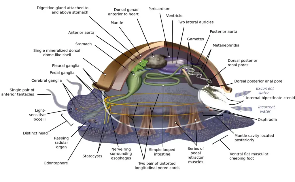 Anatomical diagram of the hypothetical ancestral mollusc (“HAM”).