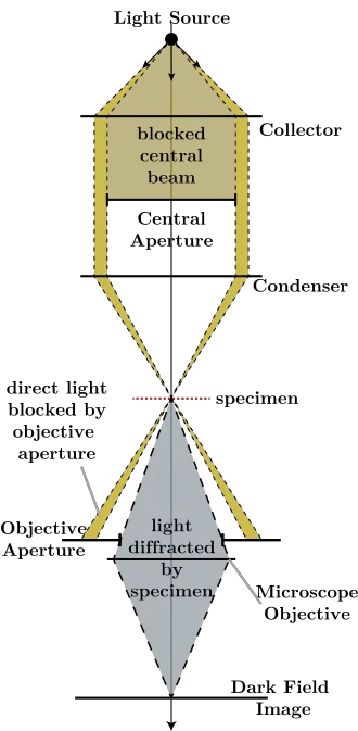  Light Path of Darkfield Microscope 