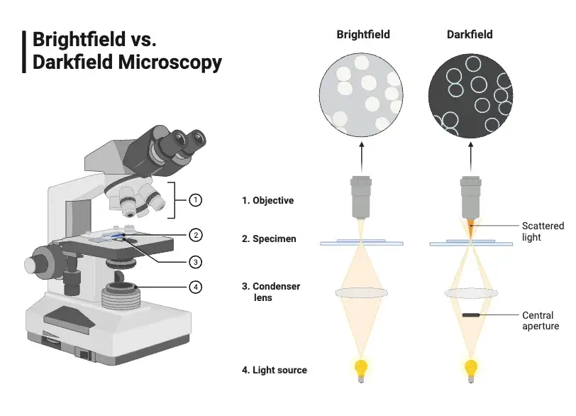 Bright Field vs Dark Field