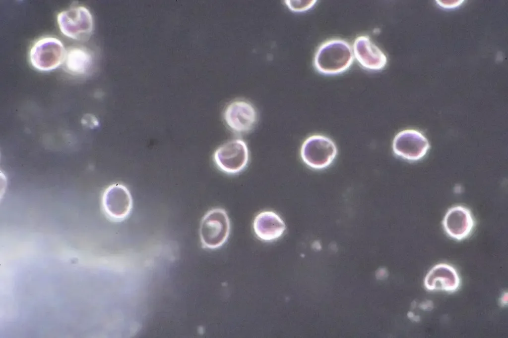 Darkfield Microscope Images – Mitosis Allium Root Tip Feulgen, Darkfield Microscopy