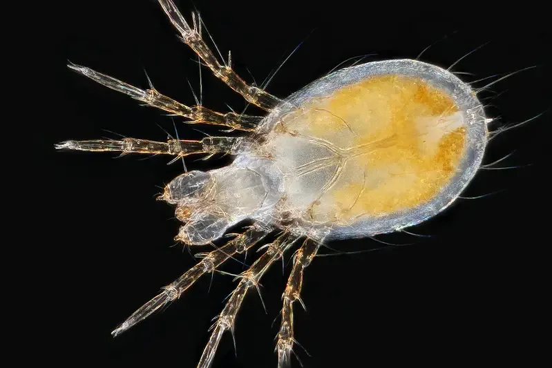 Darkfield Microscope Images – Dark field image of a microscopic water mite larva – taken with a vintage olympus microscope 4x achro objective, canon dslr approx 5 images focus stacked for extra DOF.