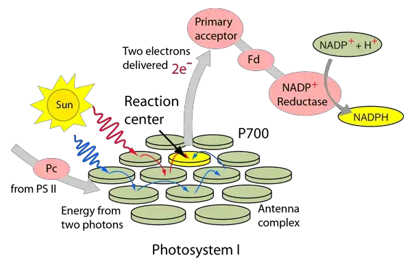 Photosystem I 