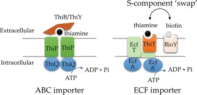 Thiamine transport