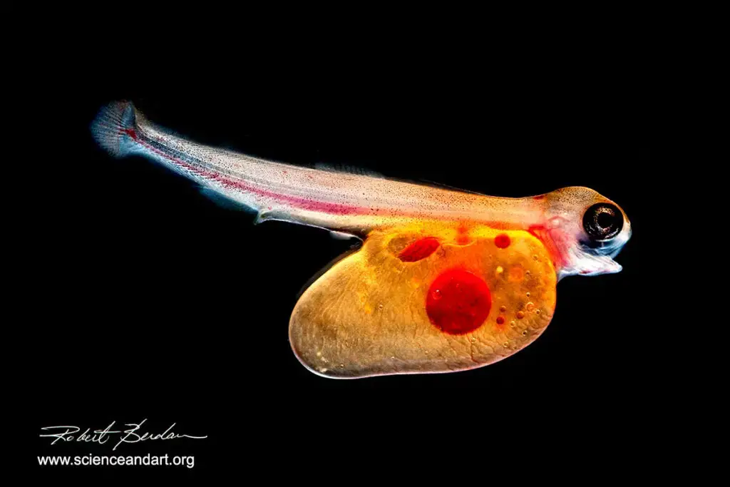 Darkfield macrophotograph of a Trout Alevin 5X | Image Source: https://www.scienceandart.org/links.html