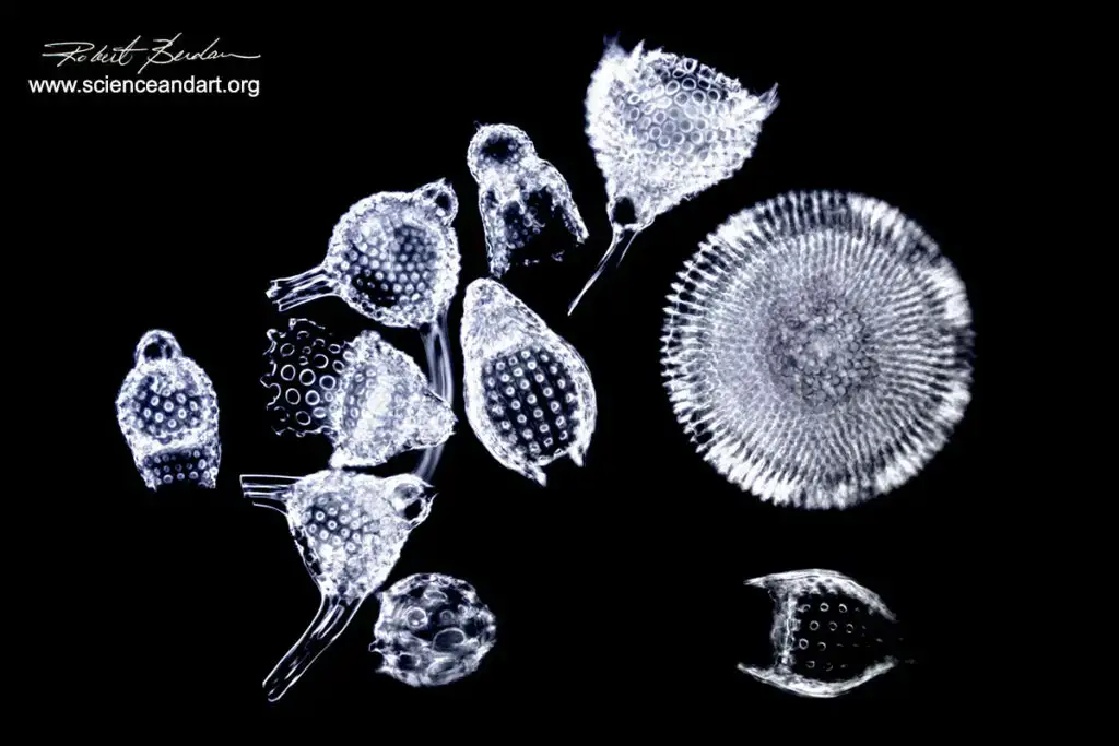 Radiolarians single cell plankton live in the ocean and form silica shells 400X Darkfield microscopy | Image Source: https://www.scienceandart.org/links.html