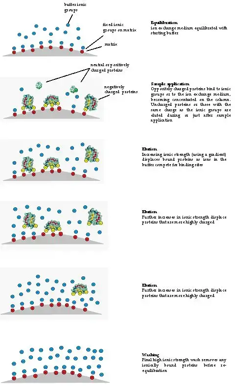 Separation steps in anion exchange chromatography (GE Healthcare) 