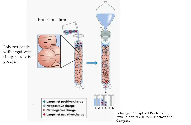 Ion exchange chromatography technique