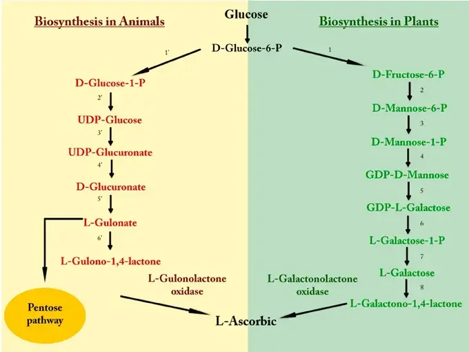 Biosynthesis of Vitamin C