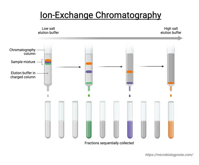 Ion Exchange Chromatography