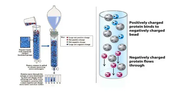 Working Principle of ion exchange chromatography