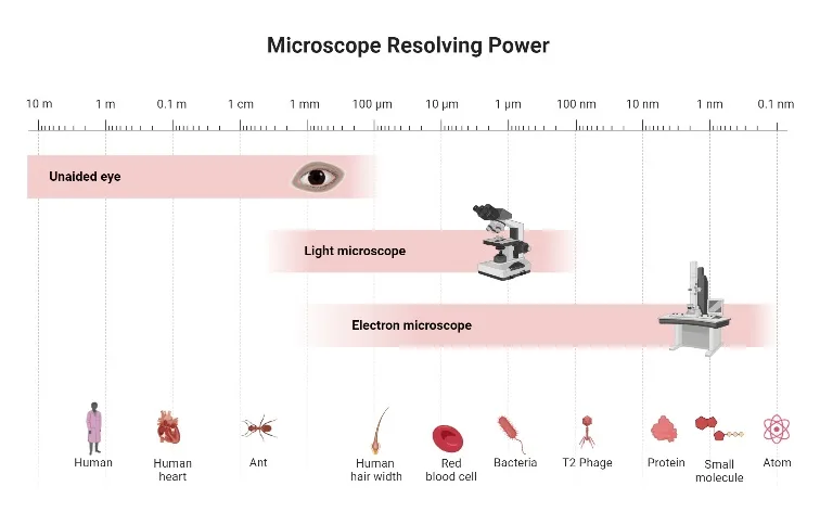 Parts of a Microscope and Their Functions 1 What are Microscopes