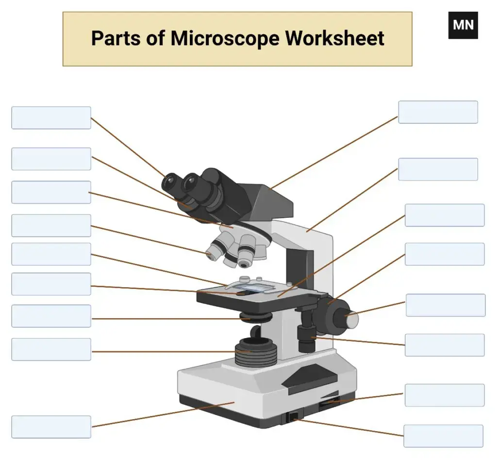 parts of a compound microscope Worksheet