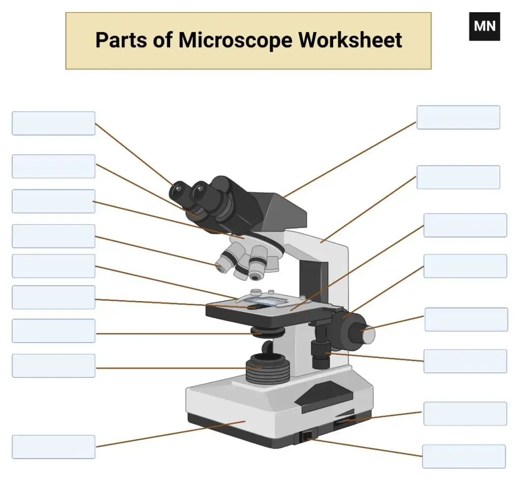 Parts of a Microscope and Their Functions 5 parts of a compound microscope Worksheet