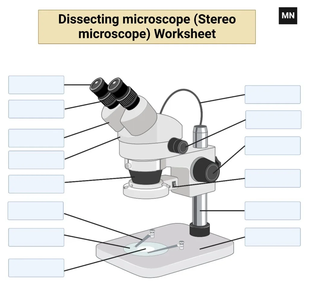 Parts of a Microscope and Their Functions 6 Dissecting microscope (Stereo microscope) Worksheet