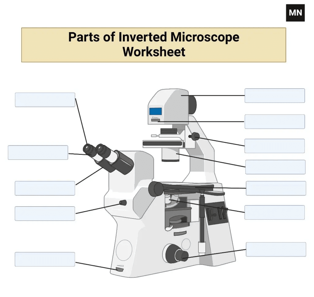 Microscope Notes Worksheet Parts Of The Microscope Worksheets