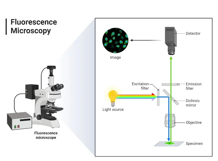 Fluorescence microscope diagram – Principle of Fluorescence Microscope