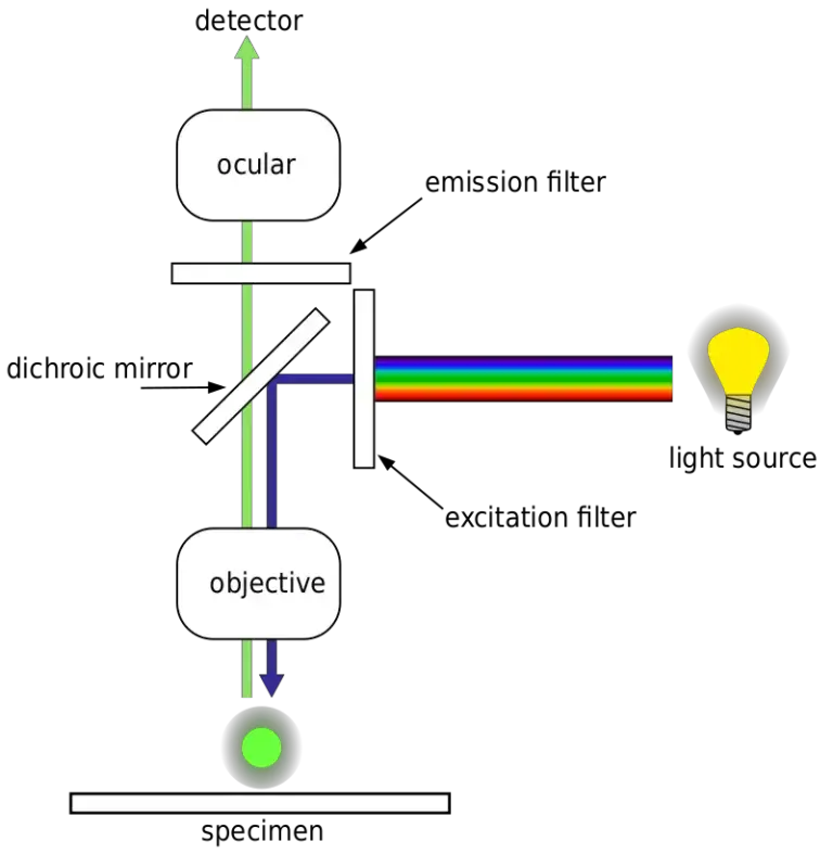 Fluorescence Microscopy - Definition, Principle, Parts, Uses, Examples ...