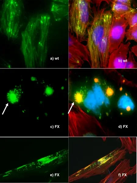 Fluorescence Microscopy Images – Fluorescence microscopy of DNA Expression in the Human Wild-Type and P239S Mutant Palladin.