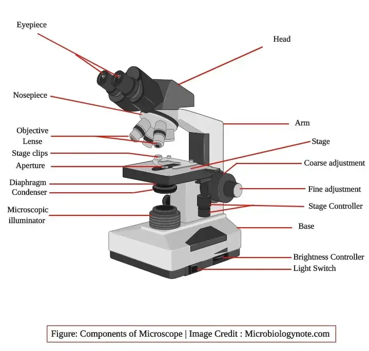Parts of Brightfield Microscope