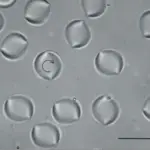 Bright field microscopy images of twisted bipolar droplets in a sample of CCN-37 +5.9%CC. They all rotate clockwise as can be seen in the video S3 of the supplemental material. The bar represents 50 μm. ΔT ¼ 1:25 C and d ¼ 50 μm.