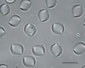 11 Types of Algae With their example.