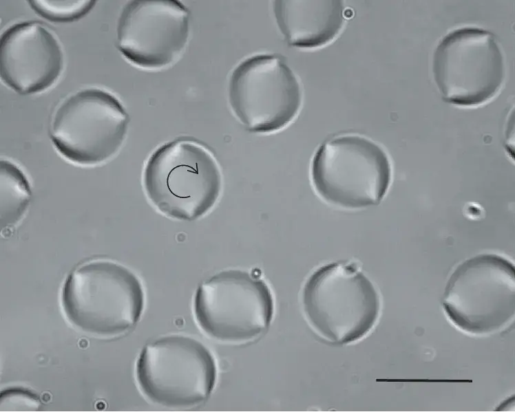 Bright field microscopy images of twisted bipolar droplets in a sample of CCN-37 +5.9%CC. They all rotate clockwise as can be seen in the video S3 of the supplemental material. The bar represents 50 μm. ΔT ¼ 1:25 C and d ¼ 50 μm.