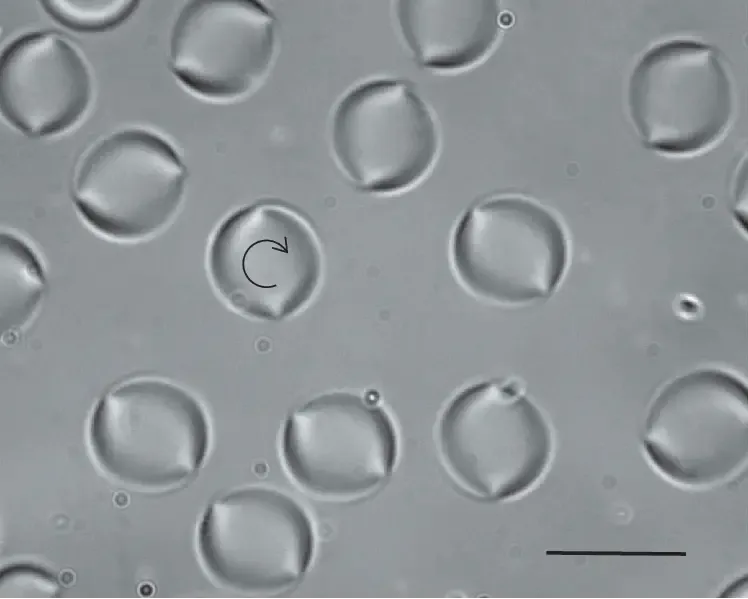 Bright field microscopy images of twisted bipolar droplets in a sample of CCN-37 +5.9%CC. They all rotate clockwise as can be seen in the video S3 of the supplemental material. The bar represents 50 μm. ΔT ¼ 1:25 C and d ¼ 50 μm.