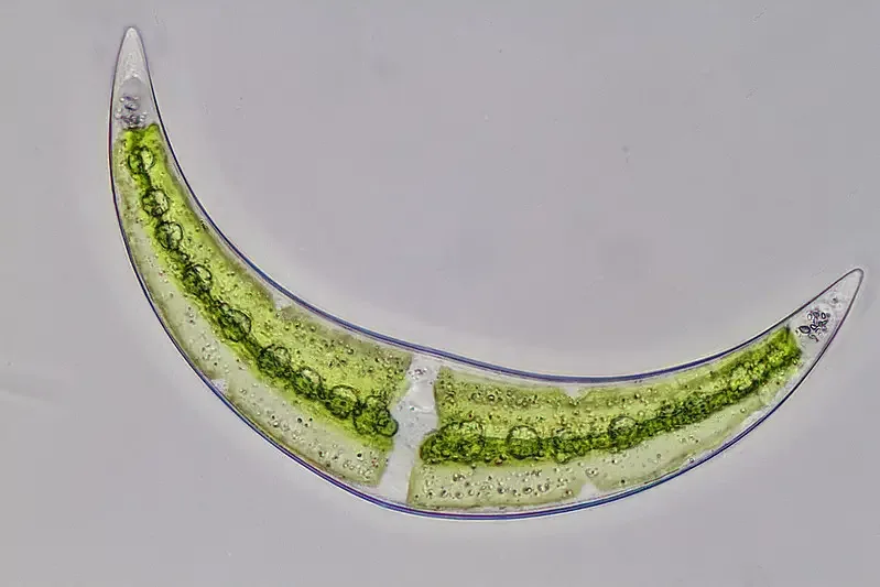 Freshwater algae from a pond in public park SW UK. Brightfield illumination. 40x objective.