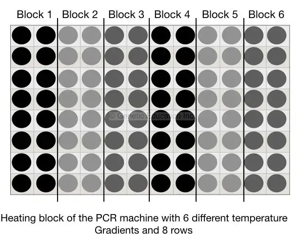 Representation of PCR heating blocks