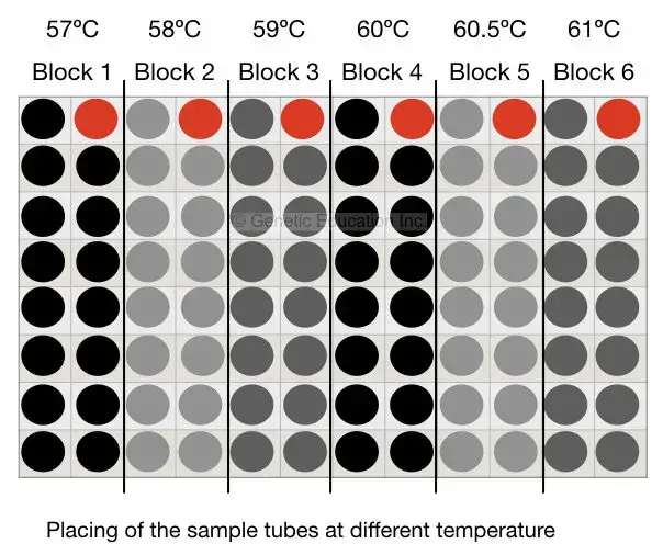 Set up of gradient reaction for different temperatures.