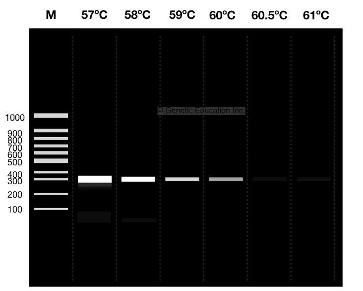 Gradient PCR - Definition, Principle, Process, Functions - Biology ...