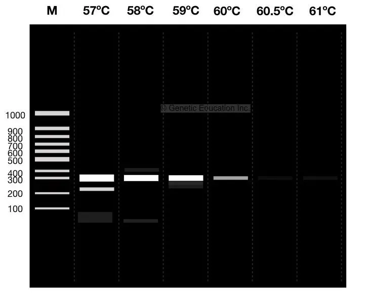 Another plate of hypothetical PCR results for optimizing the concentration of MgCl2.