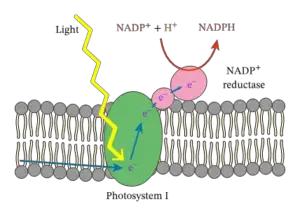 photosystem 1 and 2 notes