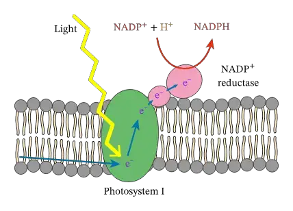 A diagram to show the movement of electrons through photosystem I 