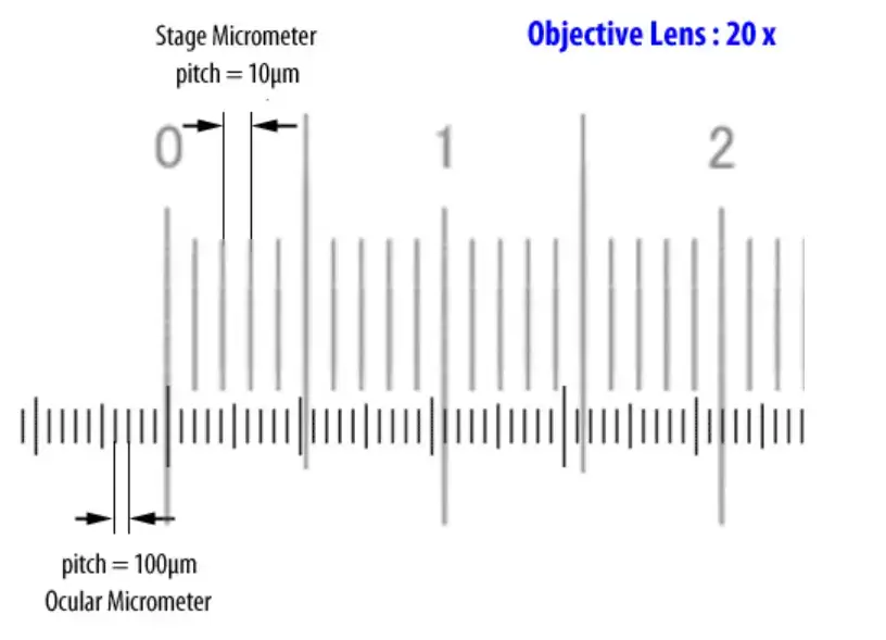 How to Use an Ocular & Stage Micrometer for Calibration
